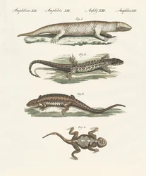Différentes sortes de lézards